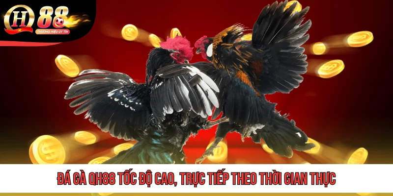 QH 88 19 Đá gà QH88 tốc độ cao, trực tiếp theo thời gian thực